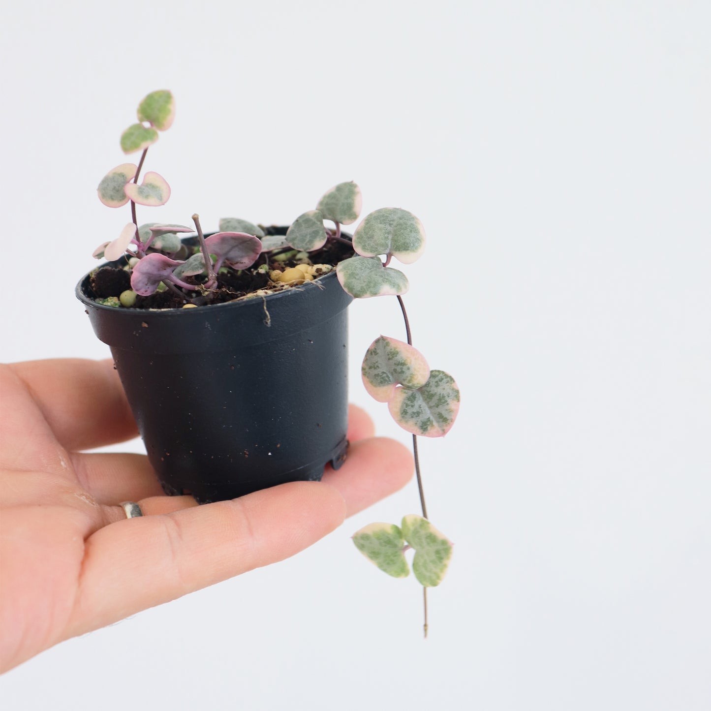 Variegated Chain of Hearts | Ceropegia woodii variegata