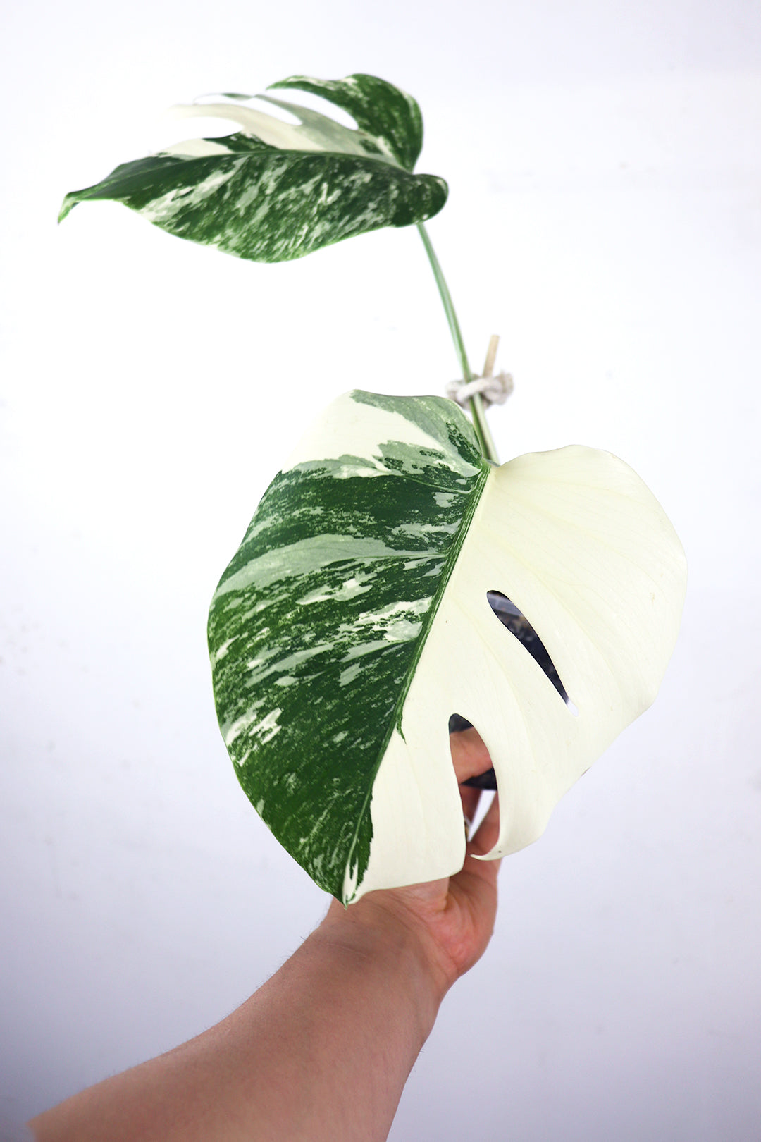 Variegated Monstera albo Borsigiana D