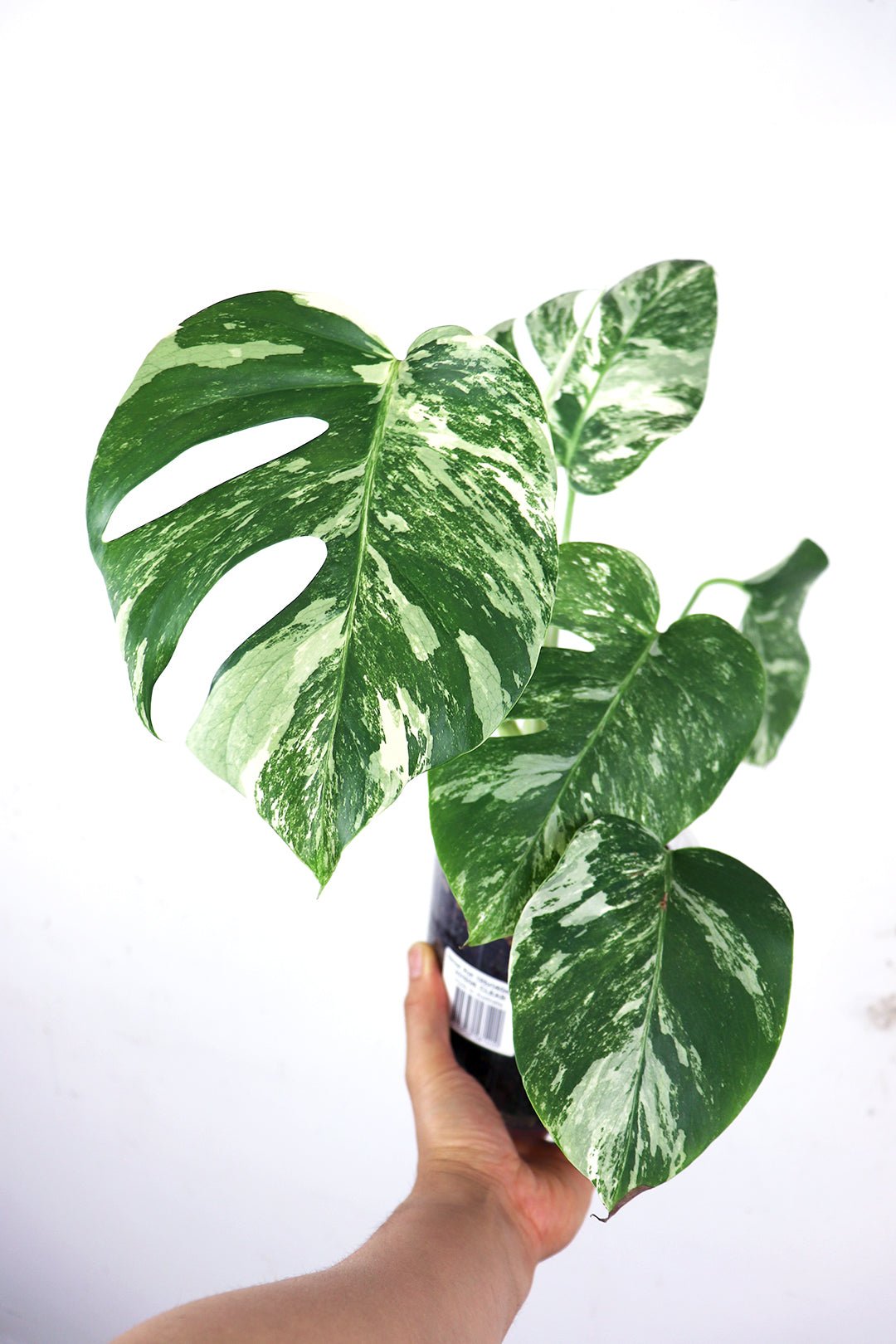 Varriegated Monstera albo Borsigiana