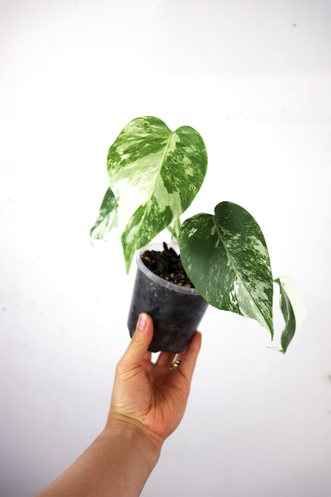 Albo Borsigiana variegated monstera E