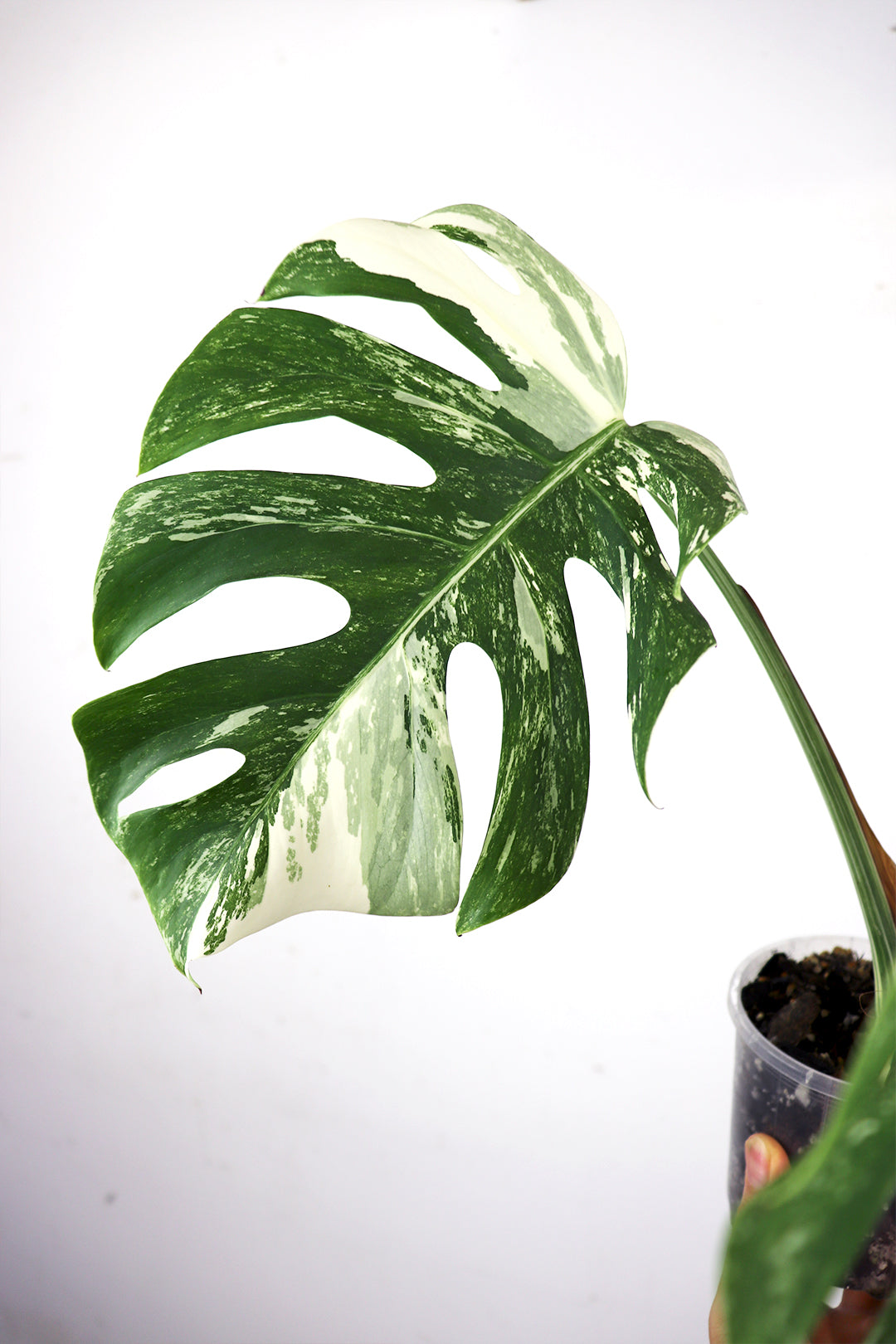 Albo Borsigiana Varriegated Monstera C