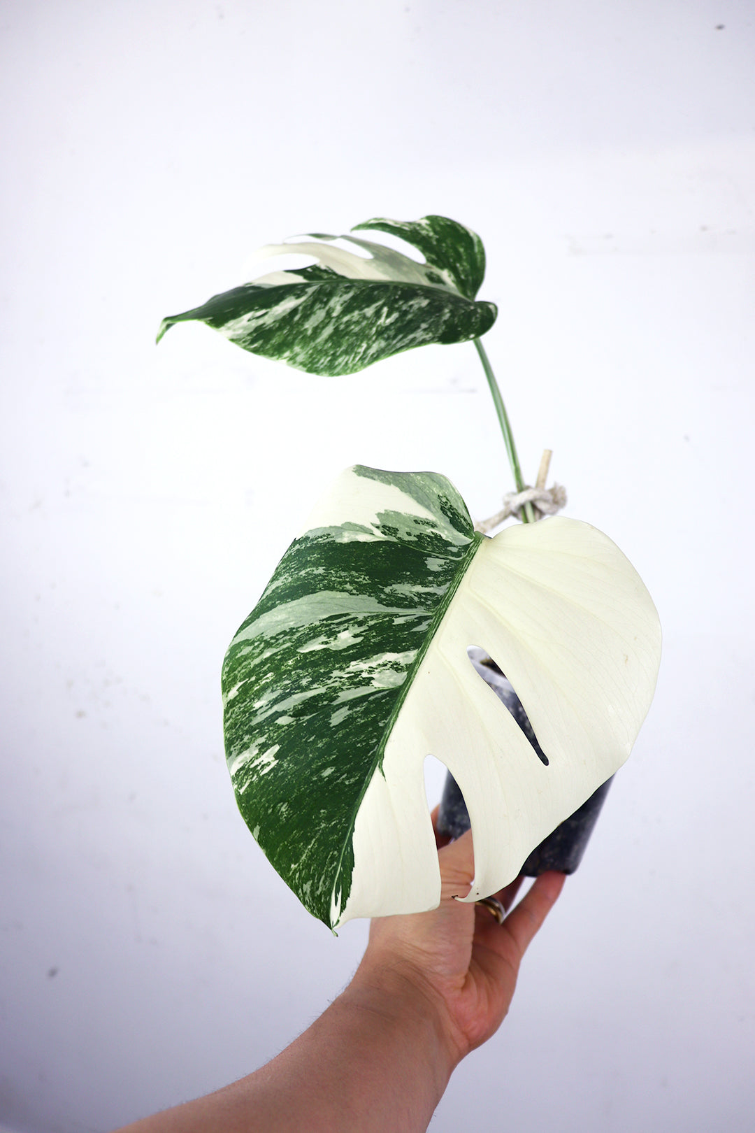 Variegated Monstera albo Borsigiana D