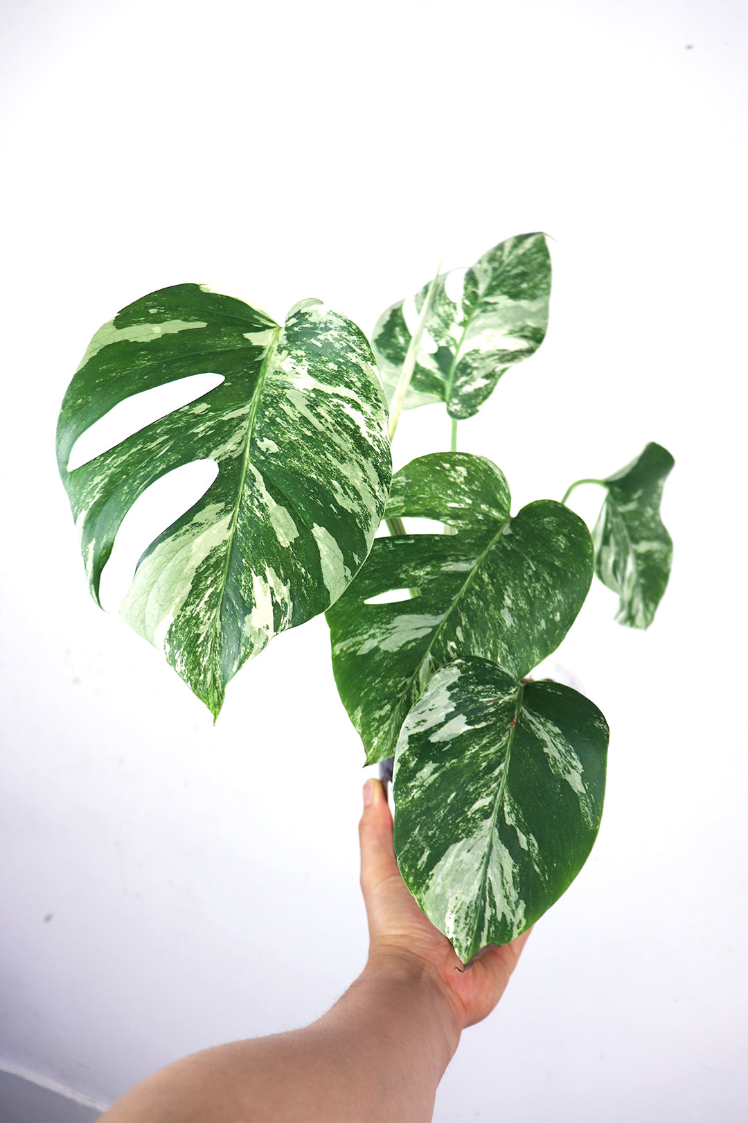 Varriegated Monstera albo Borsigiana