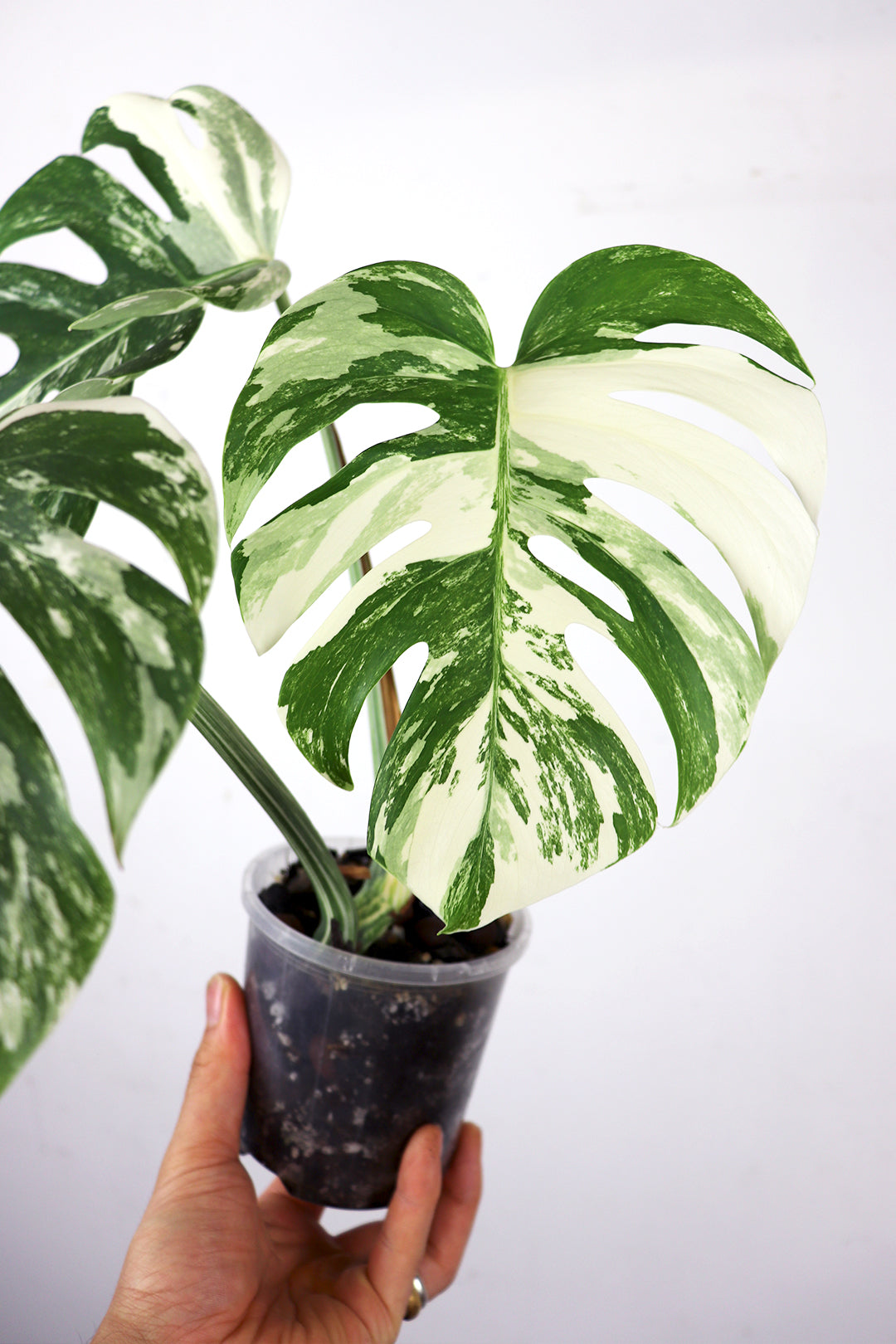 Albo Borsigiana Varriegated Monstera C