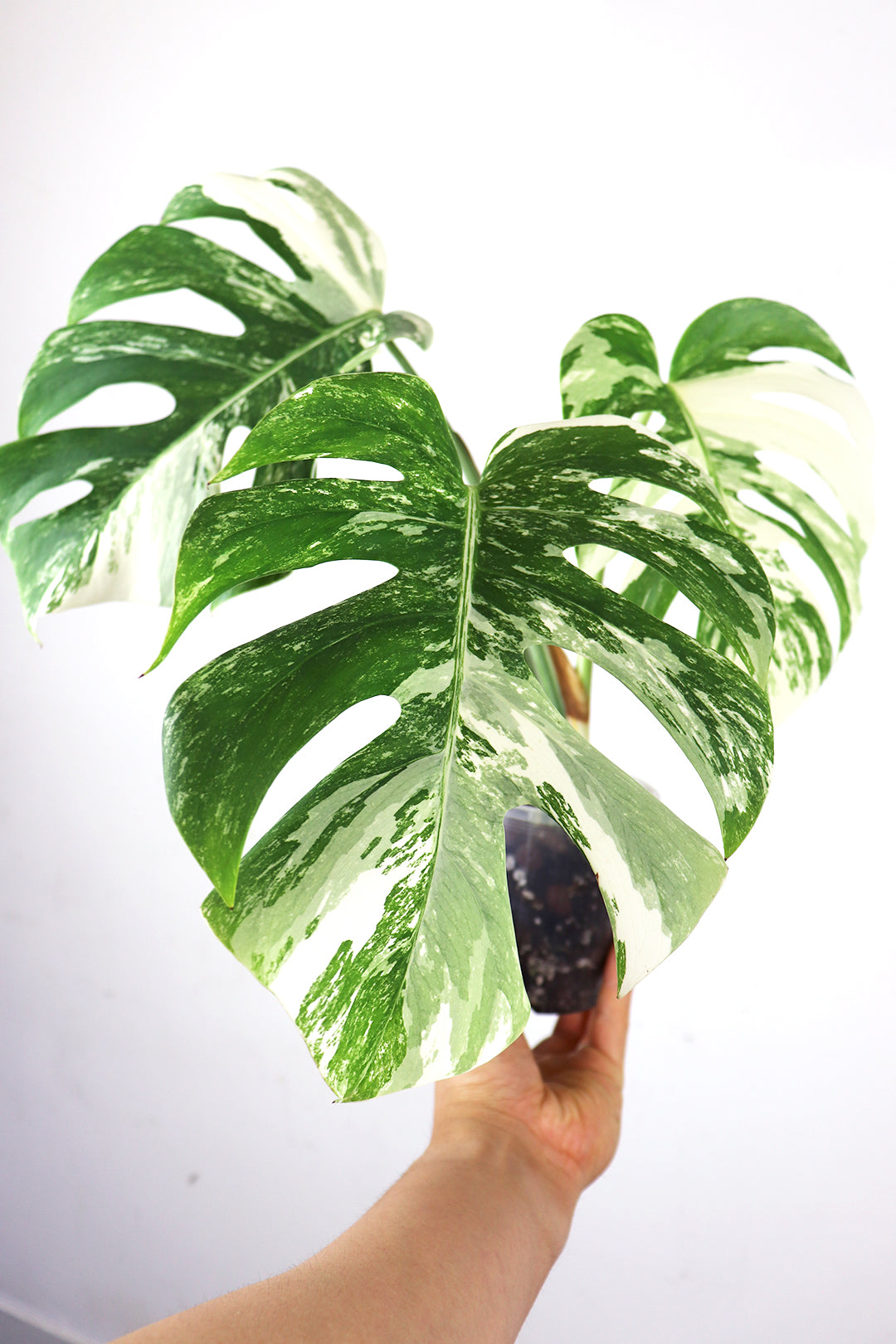 Albo Borsigiana Varriegated Monstera C