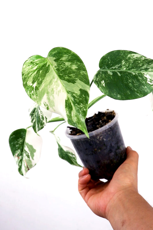 Albo Borsigiana variegated monstera E