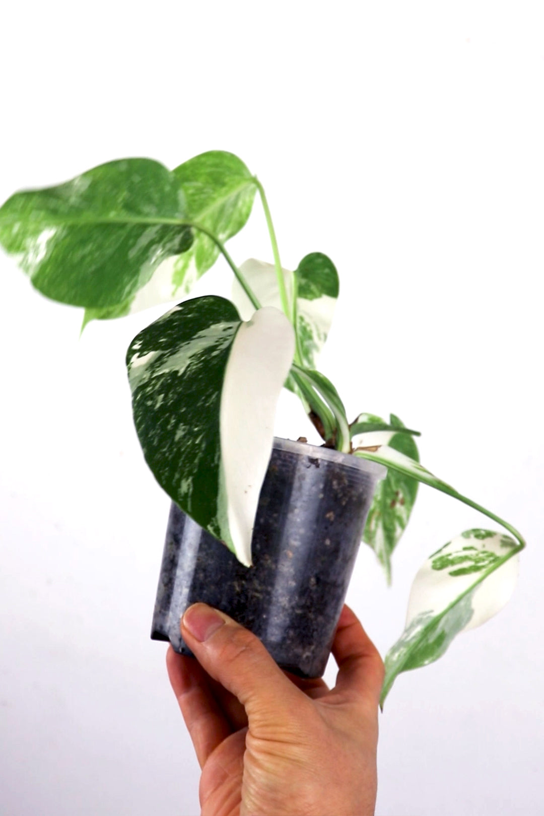 Albo Borsigiana variegated monstera E