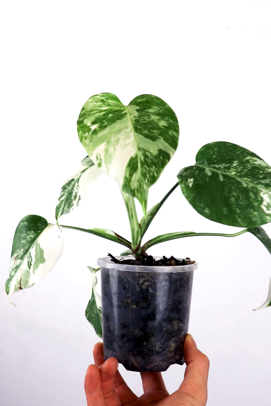 Albo Borsigiana variegated monstera E