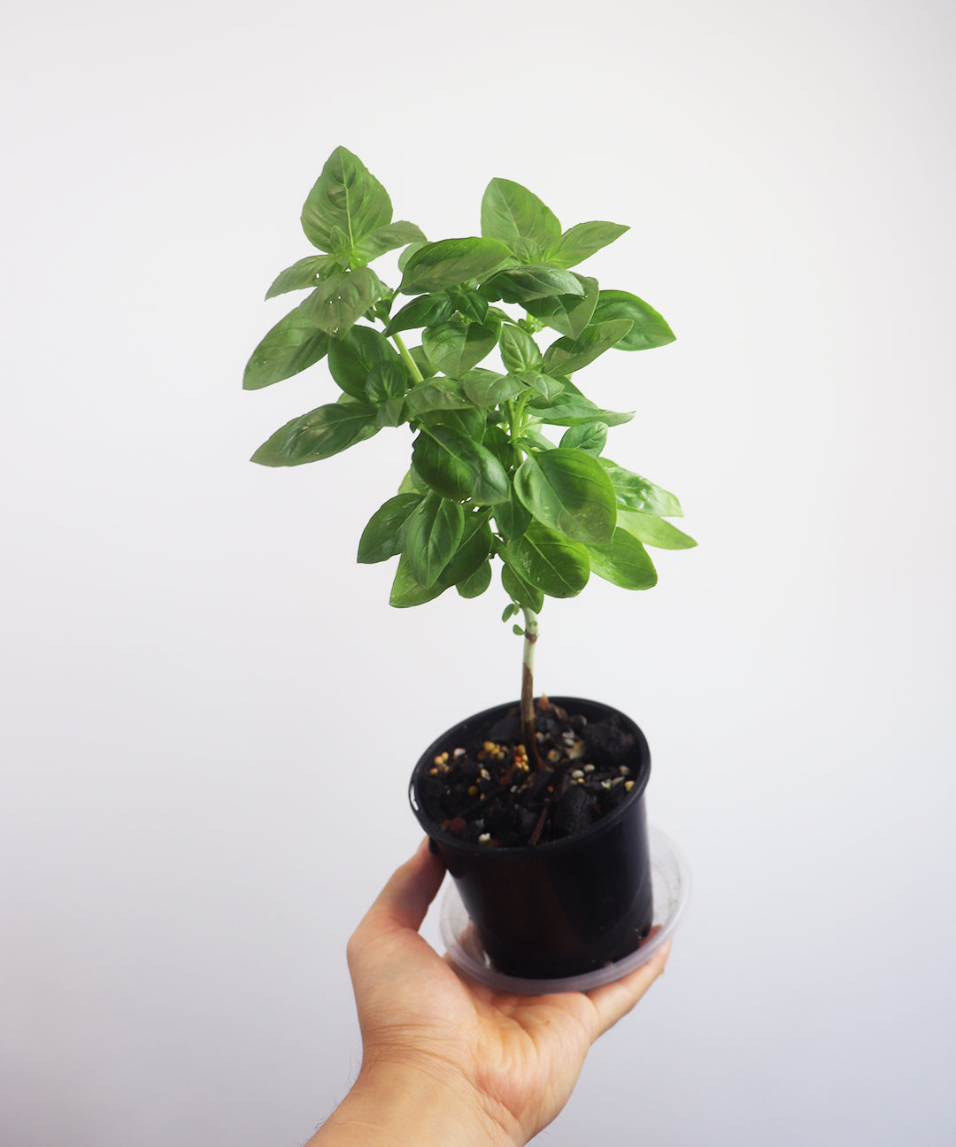 Sweet Basil Herb Tree