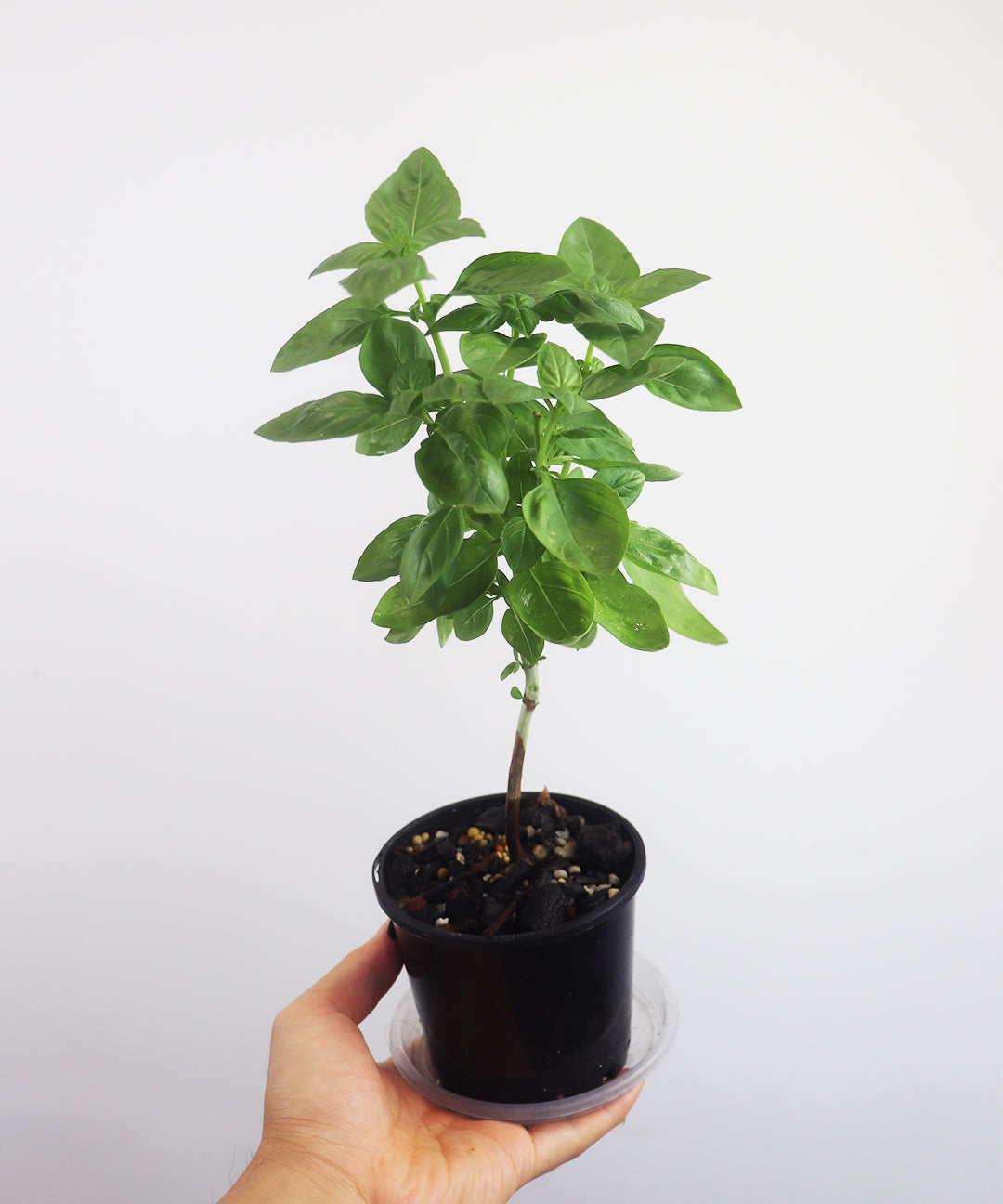 Sweet Basil Herb Tree