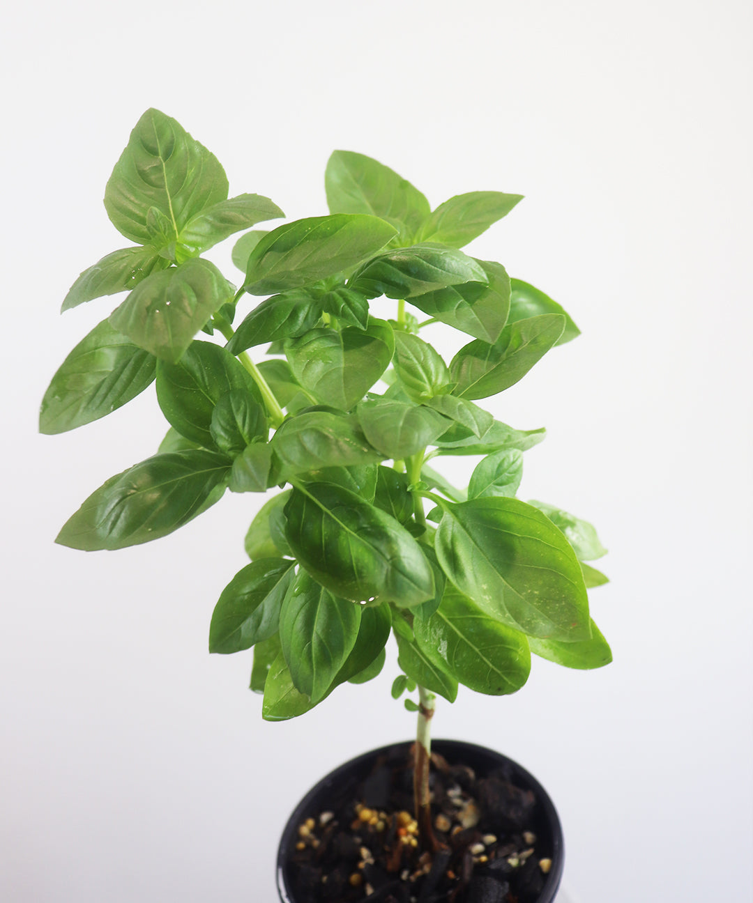 Sweet Basil Herb Tree