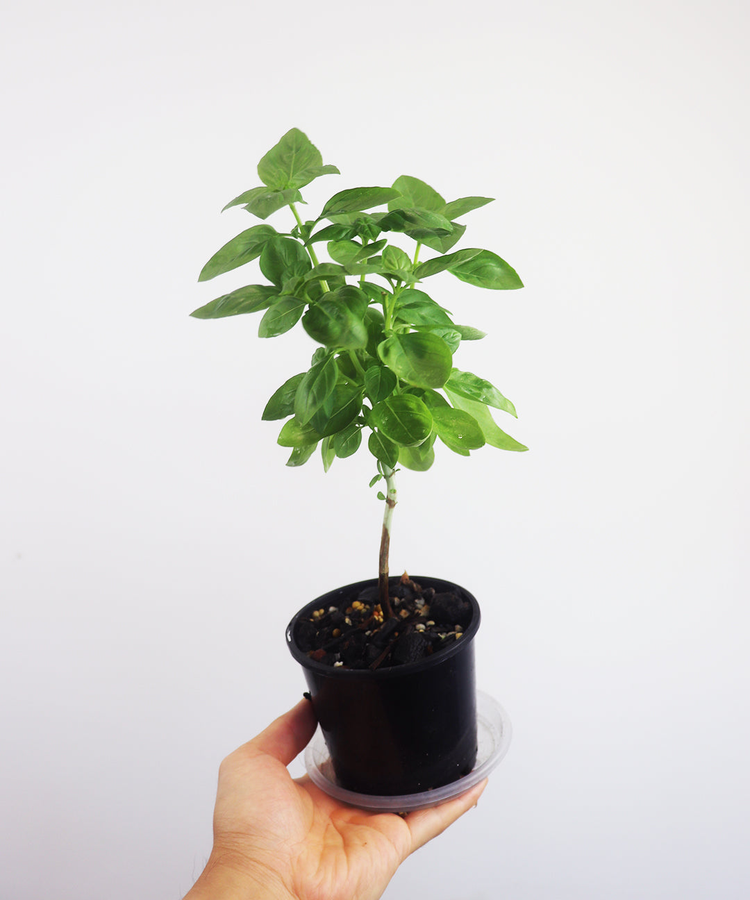 Sweet Basil Herb Tree