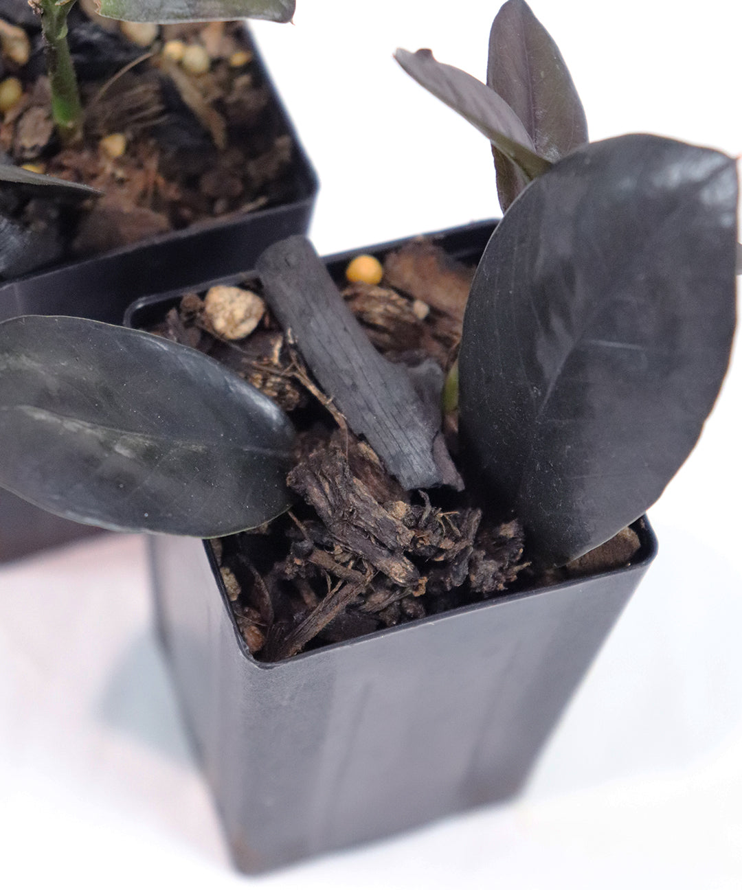 Black Zz Plant | Zamioculcas Raven