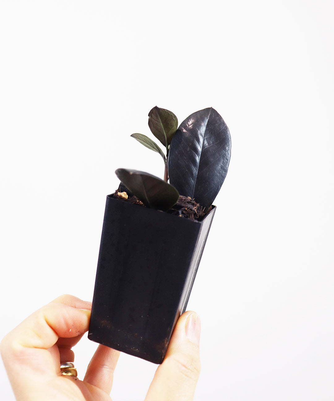 Black Zz Plant | Zamioculcas Raven