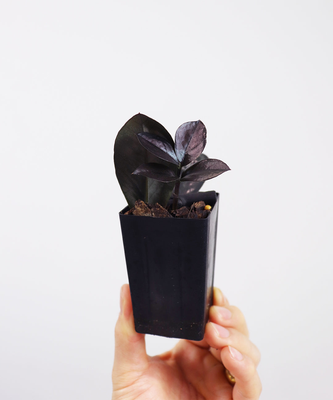 Black Zz Plant | Zamioculcas Raven