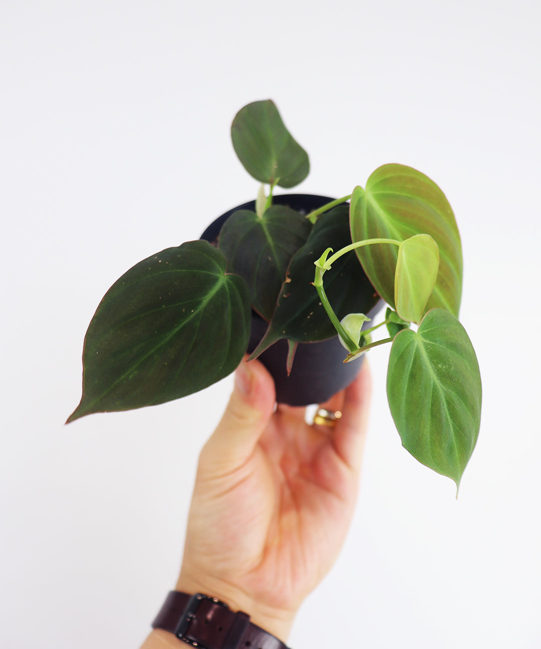 Velvet leaf philodendron mican