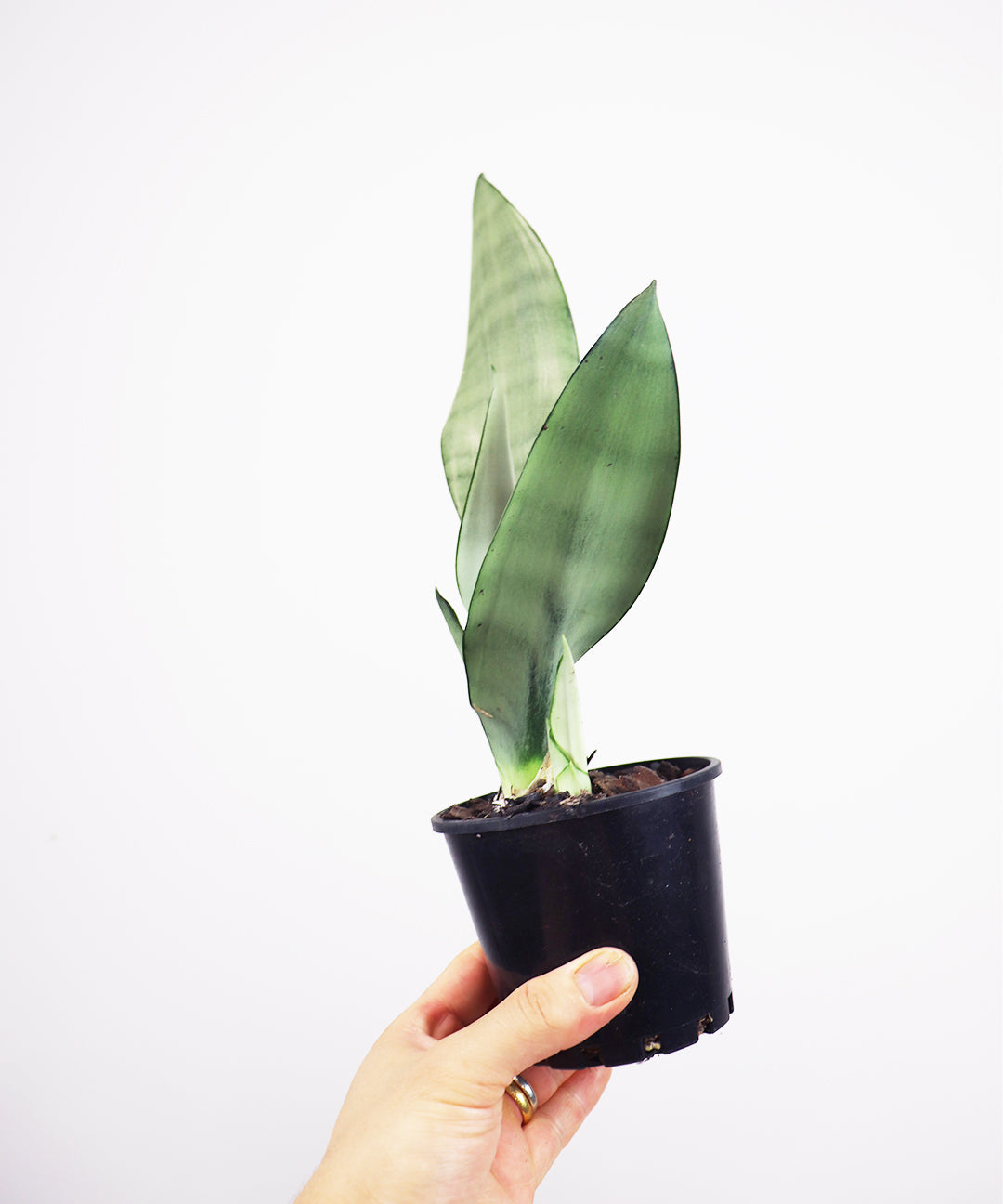 Sansevieria trifasciata moonshine