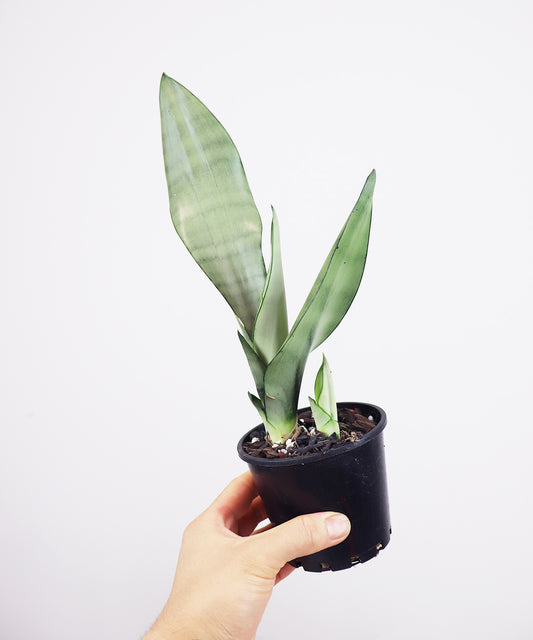 Sansevieria trifasciata moonshine