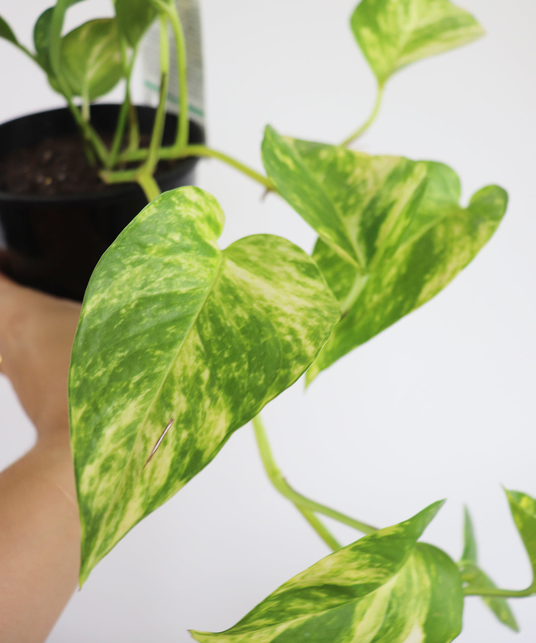 Pothos Devils Ivy Epipremnum Aureum Vine