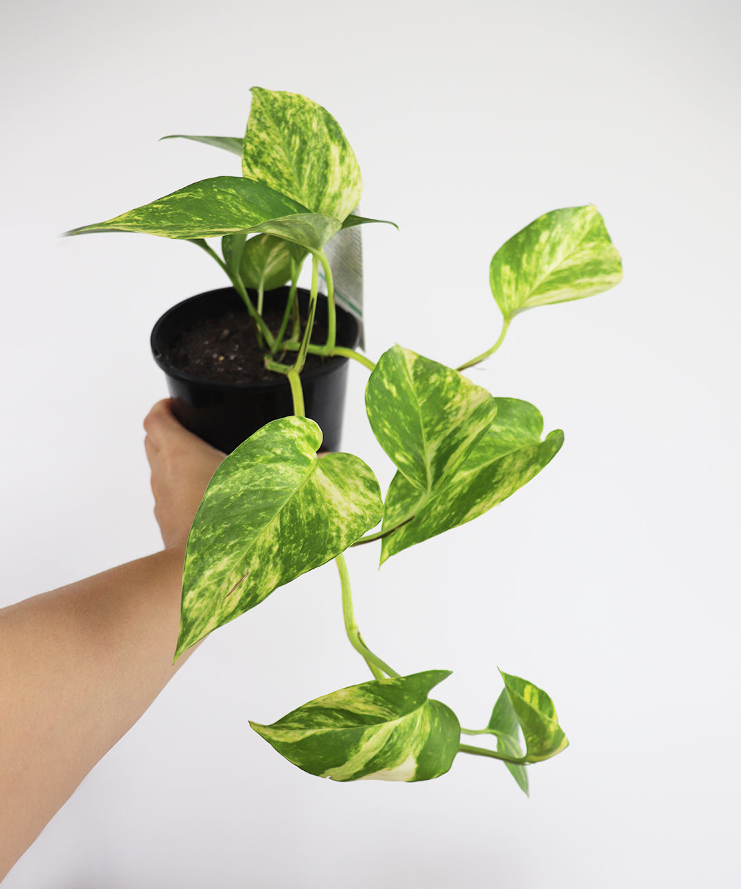 Pothos Devils Ivy Epipremnum Aureum Vine