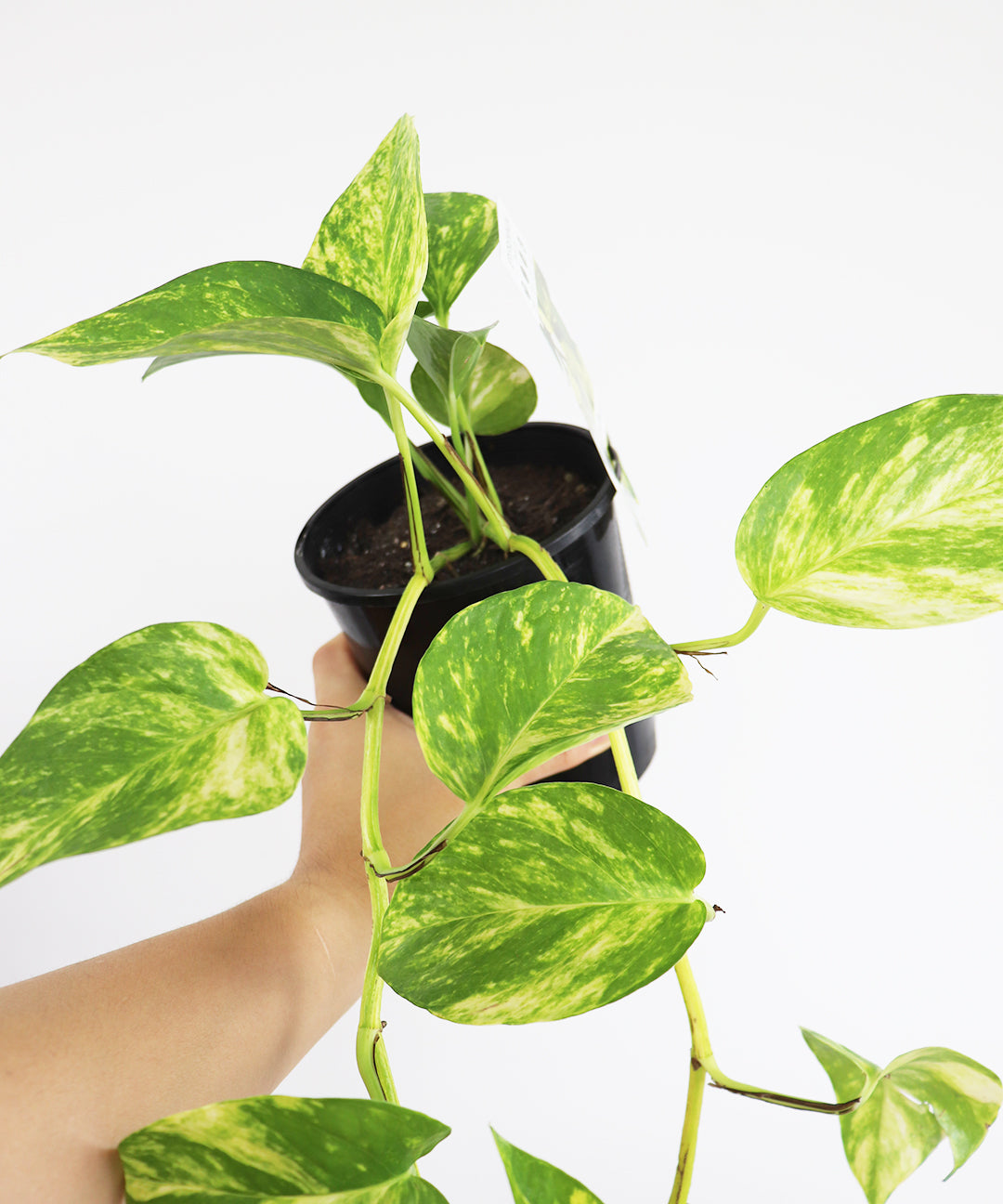 Pothos Devils Ivy Epipremnum Aureum Vine