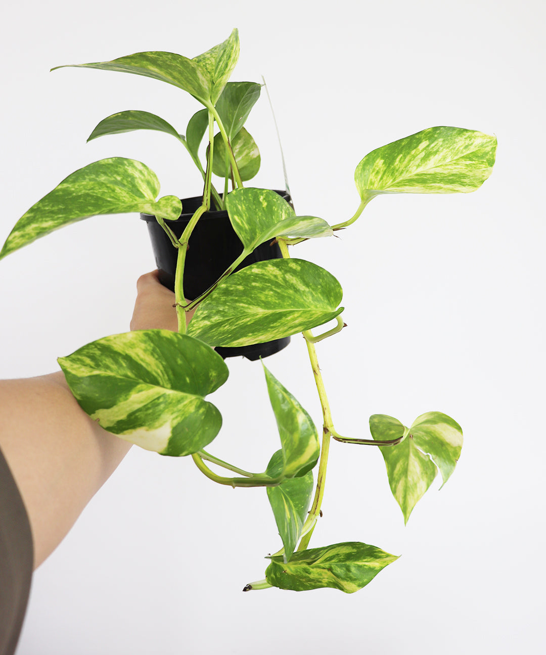 Pothos Devils Ivy Epipremnum Aureum Vine