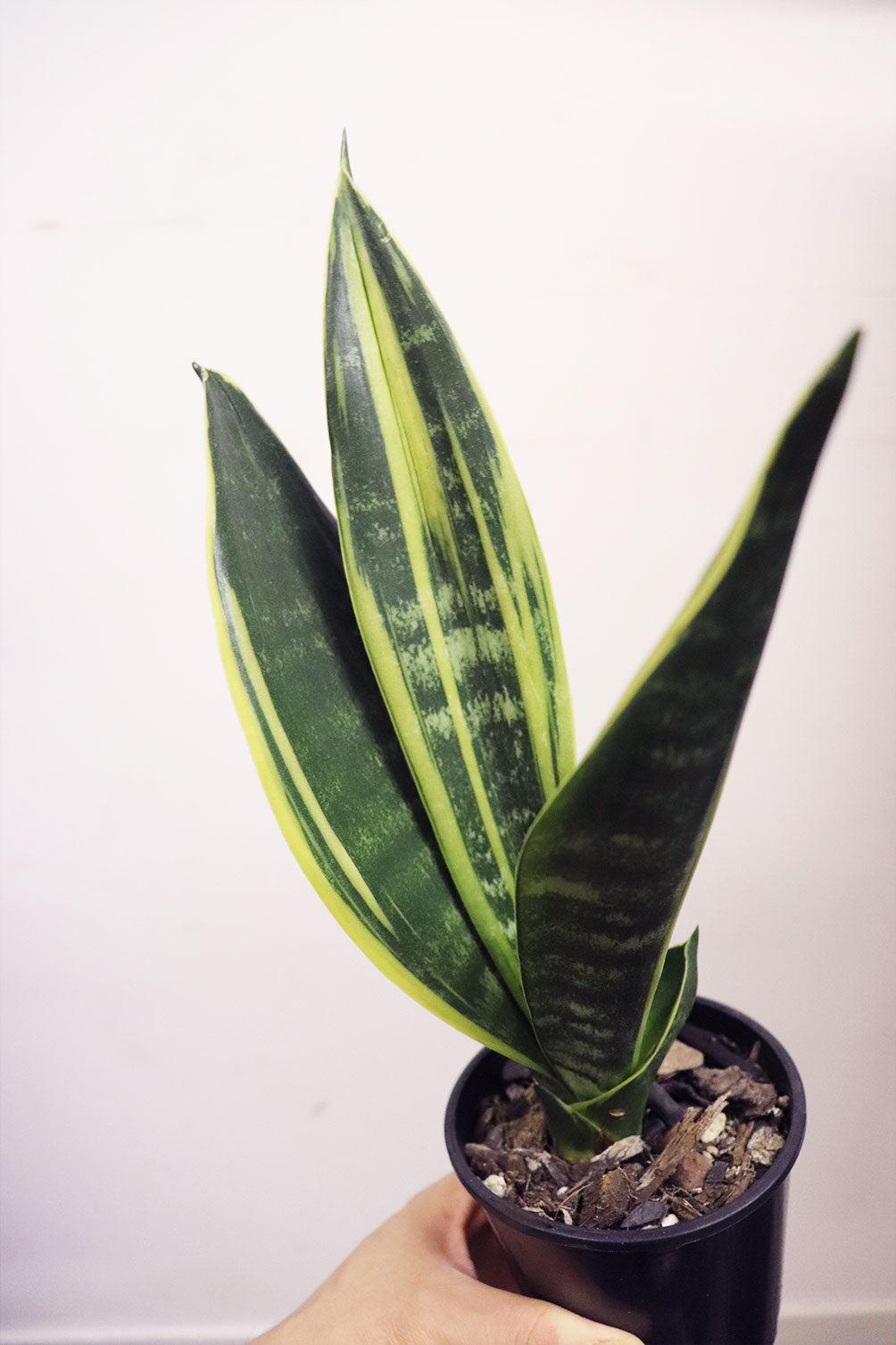 Sansevieria snake plant