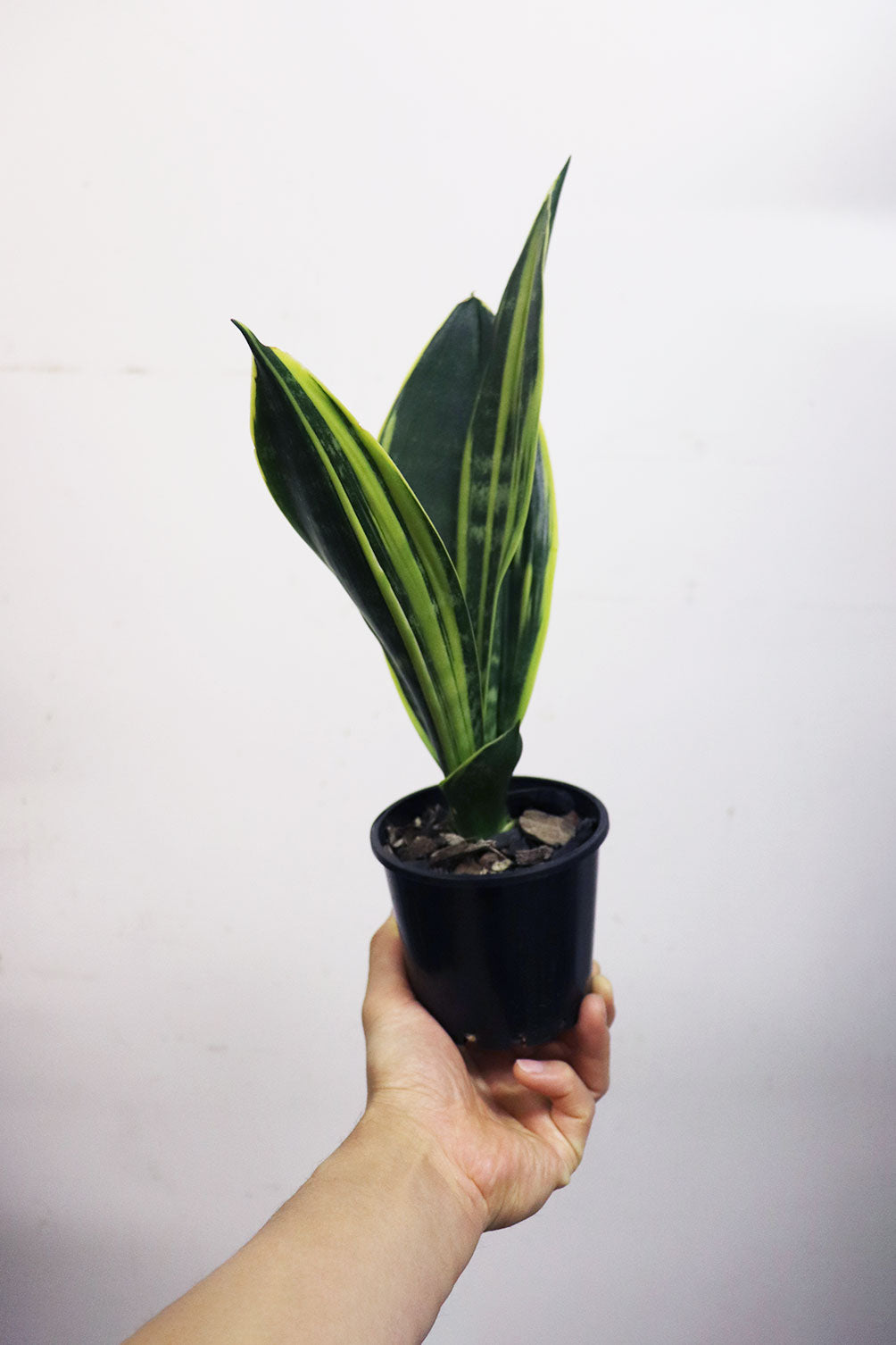 Sansevieria snake plant