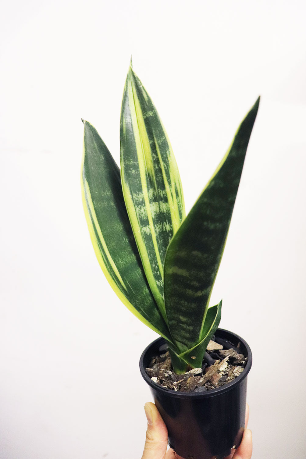 Sansevieria snake plant