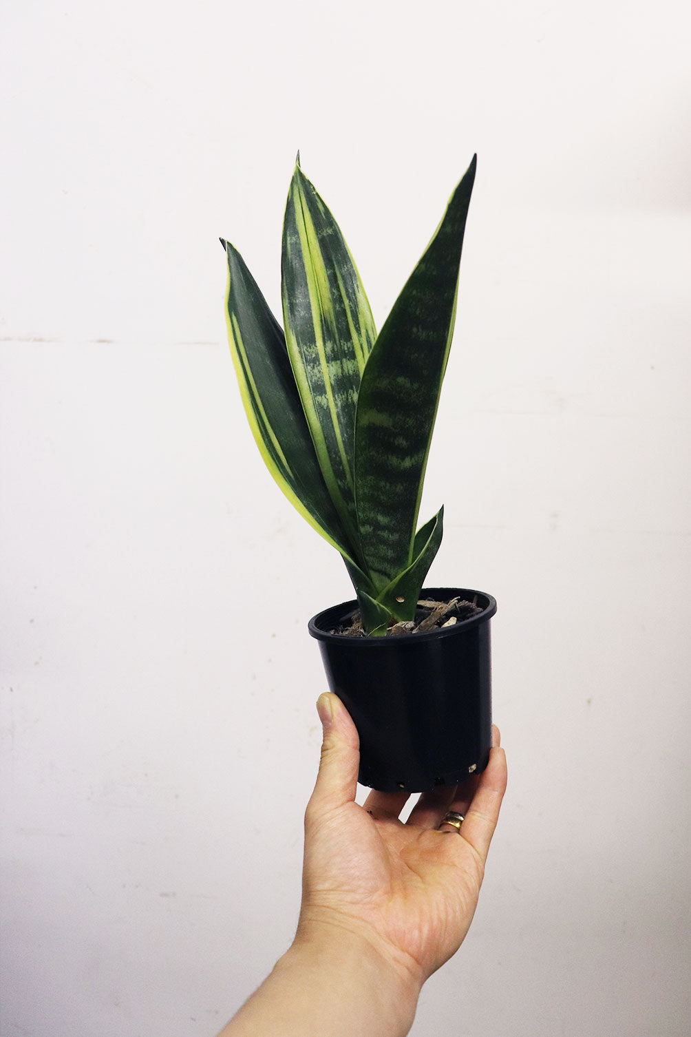 Sansevieria snake plant