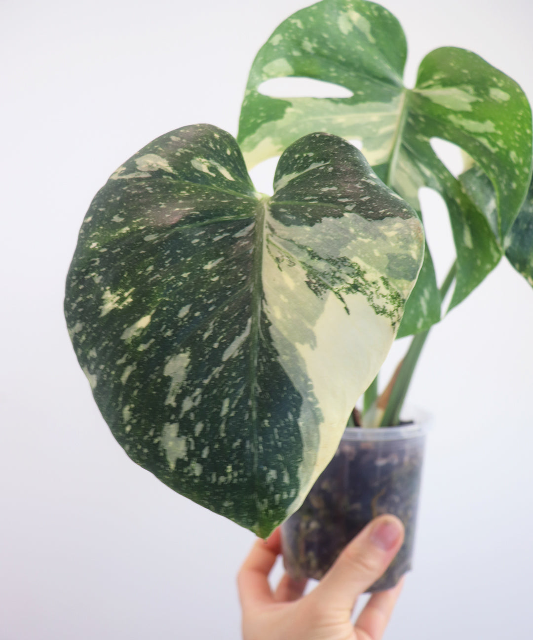 Thai constellation Monstera A