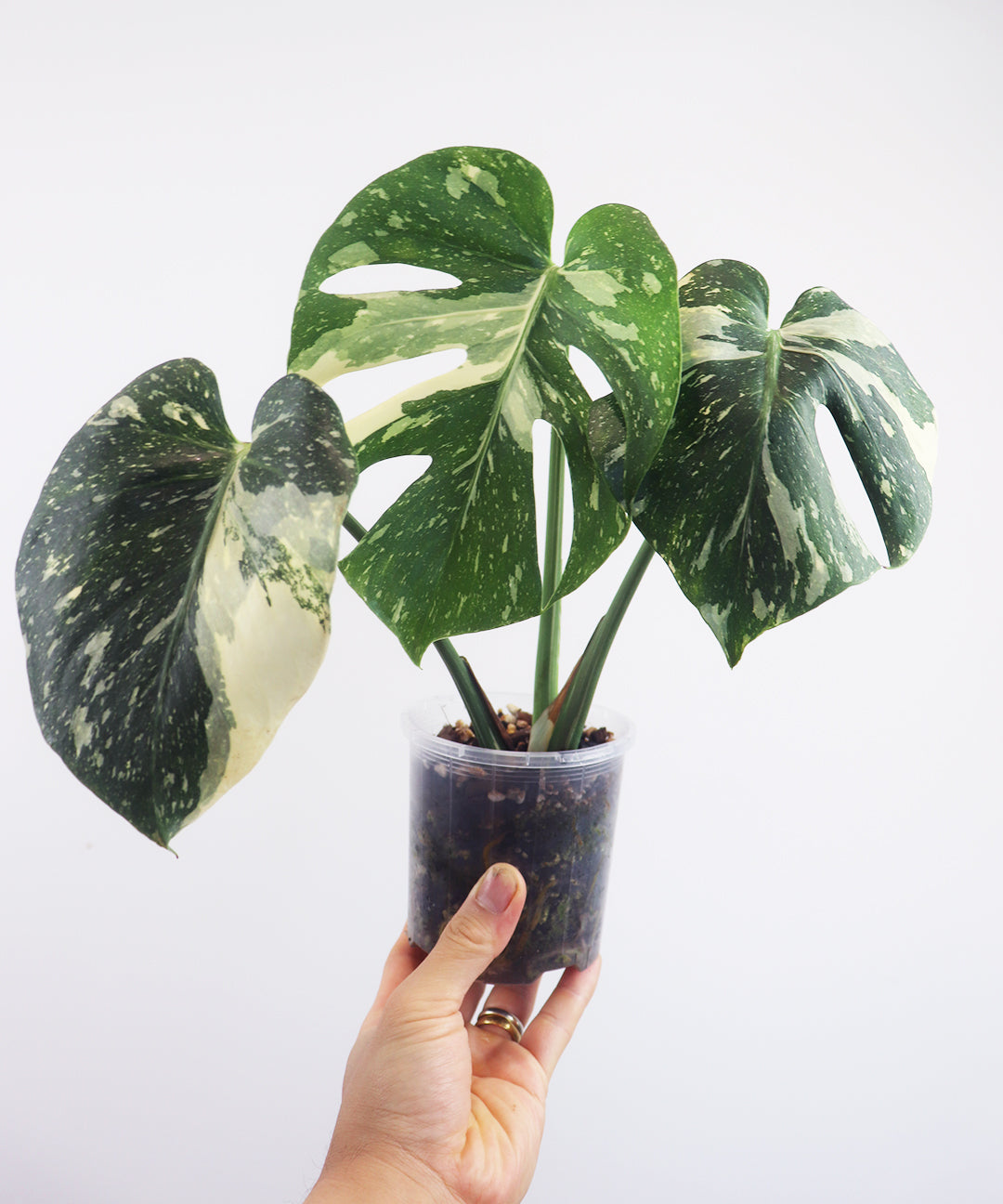 Thai constellation Monstera A