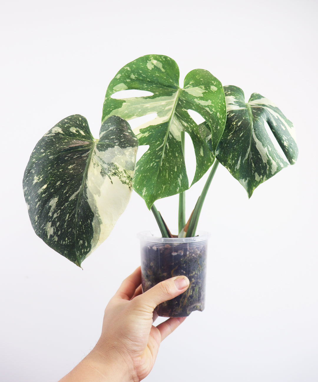 Thai constellation Monstera A