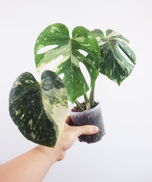 Thai constellation Monstera A