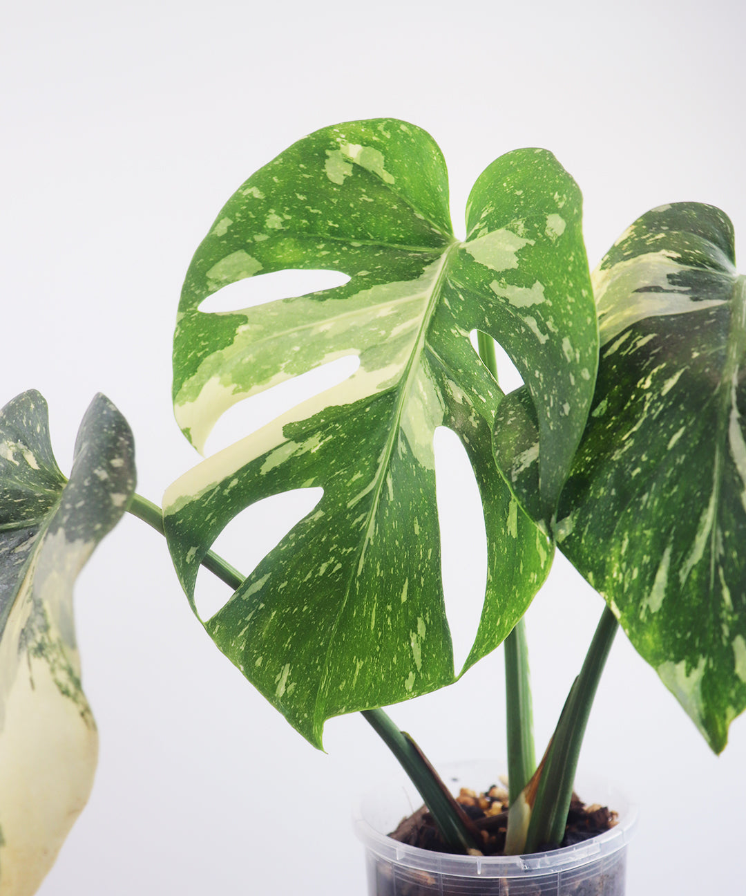 Thai constellation Monstera A