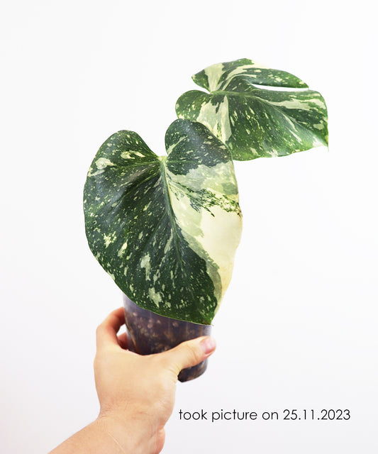 Small Thai constellation Monstera