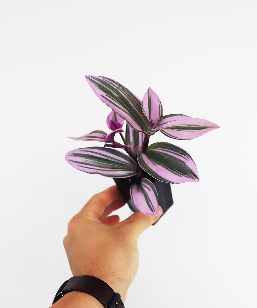 Tradescantia Nanouk