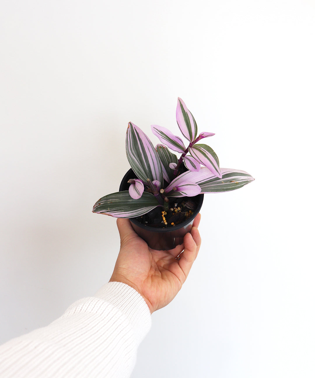 Tradescantia Nanouk