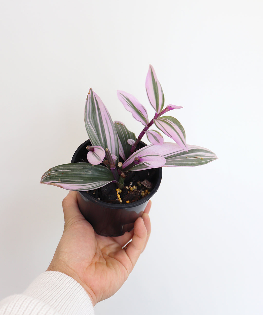 Tradescantia Nanouk