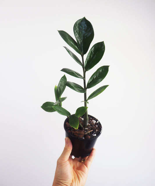 Zanzibar Gem Zamioculcas Zamiifolia Money plant