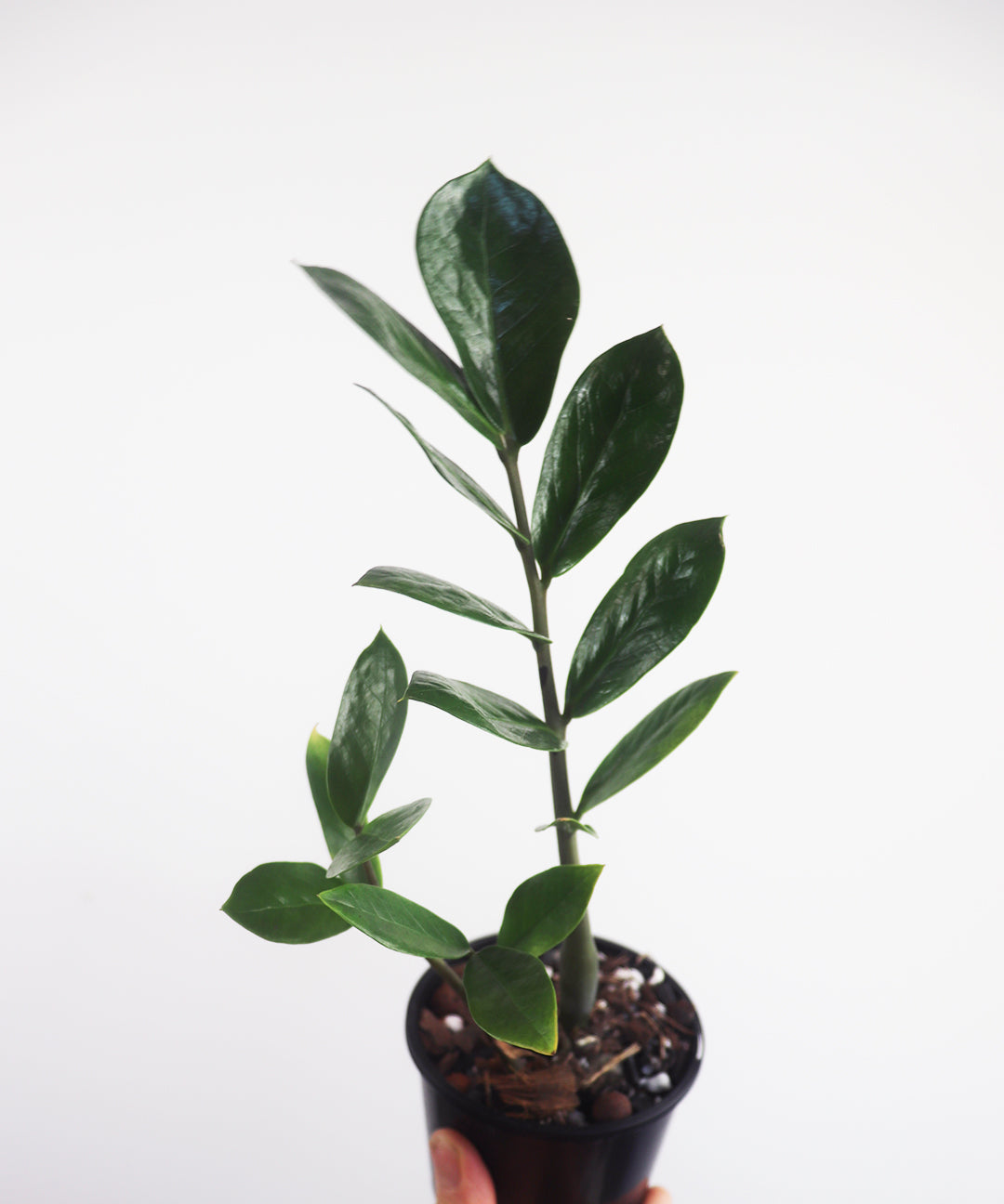 Zanzibar Gem Zamioculcas Zamiifolia Money plant