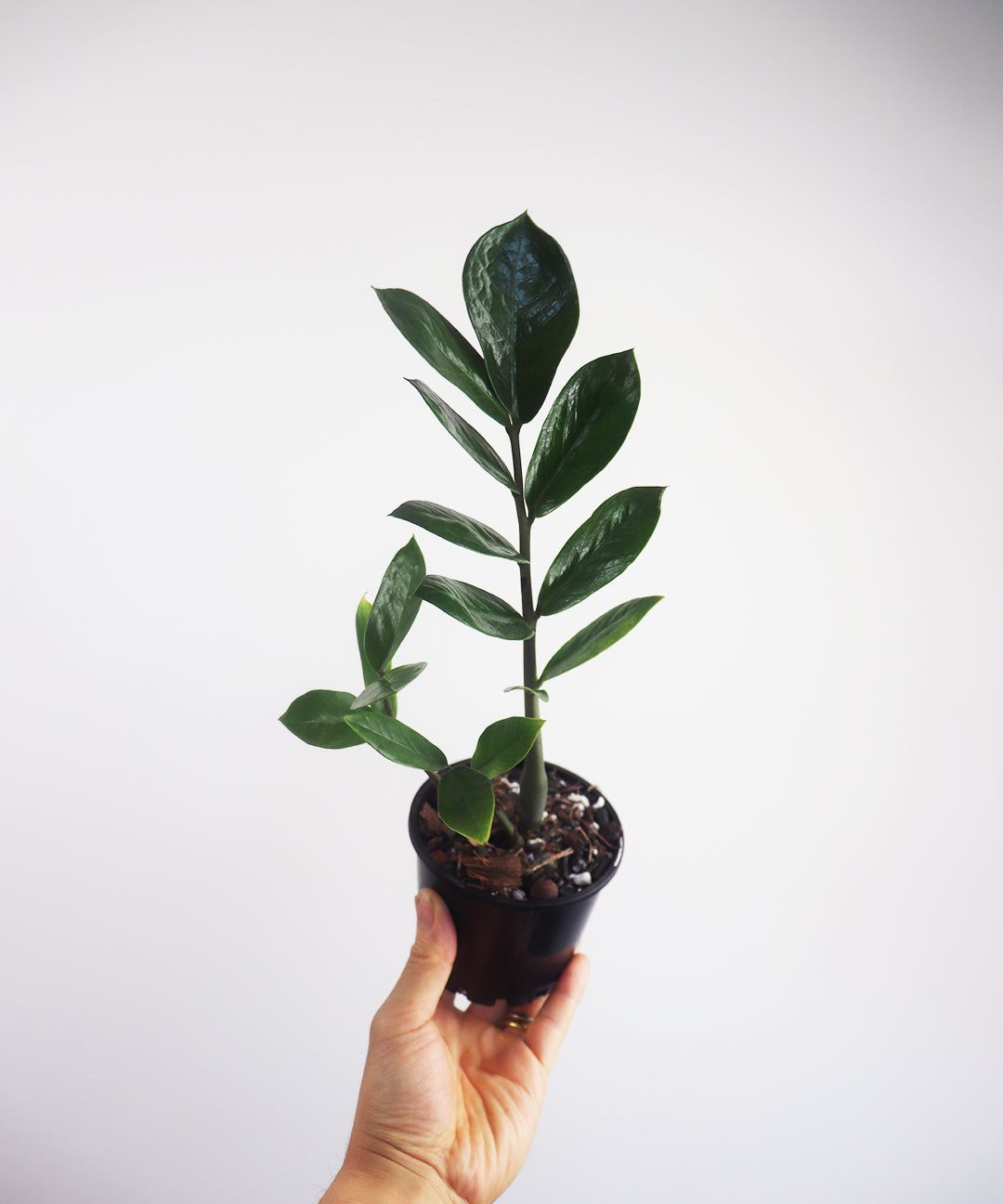 Zanzibar Gem Zamioculcas Zamiifolia Money plant